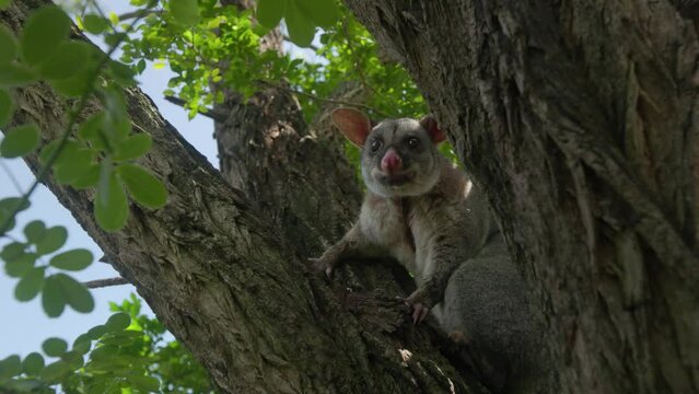 Adult brushtail possum sitting in tree in daylight slow motion