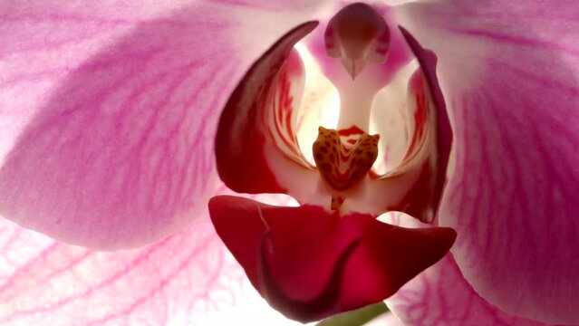 Exotic Pink Orchid Flower Pistil, Stamen And Petal Veins, Macro Detail