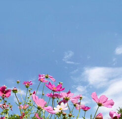 Obraz na płótnie Canvas Pink Blooming Cosmos Flowers on a Blue Sky Background 