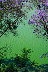 Jacarandas en fleurs 