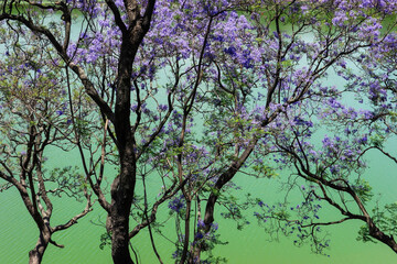 Jacarandas en fleurs 