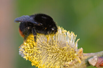 Closeup on a bulky queen red-tailed bumblebee, Bombus lapidarius feeding on pollen form Goat willow, Salix caprea
