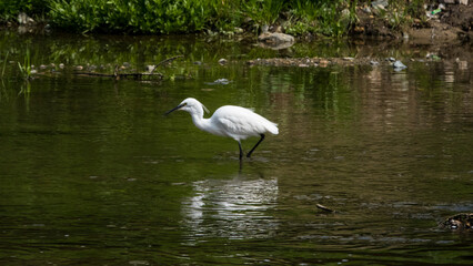 개울에서 먹잇감을 찾아 헤매는 백로의 재미있는 순간 동작
