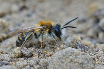 Closeup on a fresh emerged male white bellied mining bee, Andrena gravida, crawling on the ground