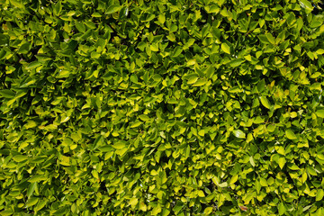 Obraz premium Natural background of green leaves. Grass wall texture and background, nature, green background. Organic textured foliage.