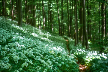 White carpet of blooming bear's garlic in the Carpathian forest. Fragrant edible plant in natural environment