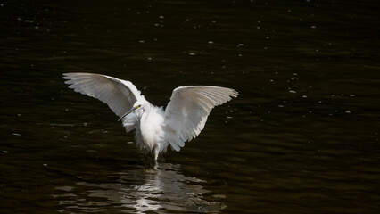 백로 한 마리가 시냇가에서 물고기를 사냥하는 연속 동작04