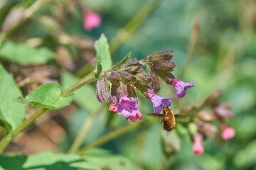 The Bombyliidae (bee flies or humbleflies) collects nectar from pink pulmonaria flowers