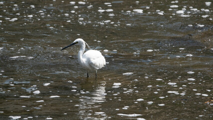 백로 한 마리가 시냇가에서 물고기 사냥을 하는 연속 동작03