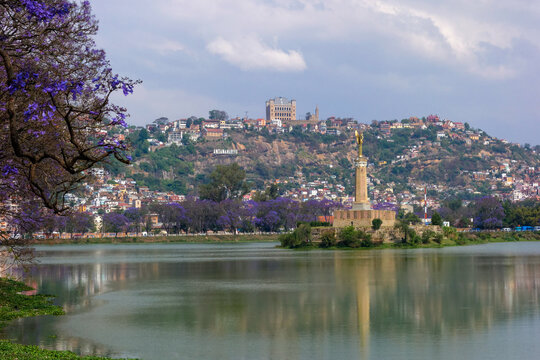 Jacarandas en fleurs &agrave; Antananarivo