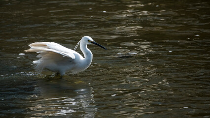 백로 한 마리가 시냇가에서 물고기를 사냥하는 날렵한 연속 동작02