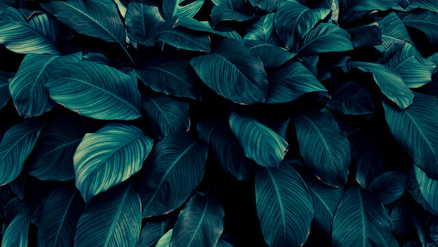 blue tropical foliage nature background © pernsanitfoto