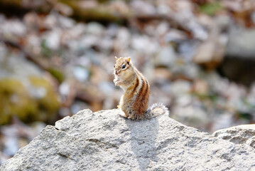 봄 햇살을 받으며 바위에 앉아 묘기를 보여주는 귀여운 다람쥐 한 마리