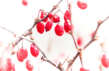 가을부터 봄까지 빨간 색의 열매를 볼 수 있는 매자 나무 열매