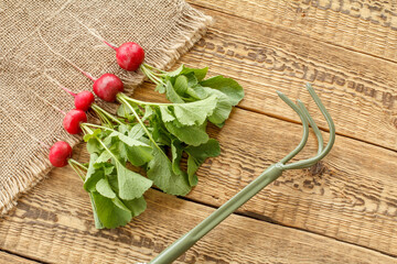 Ripe red radishes with garden tools on wooden boards.