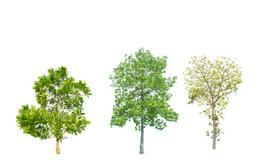 Collection of trees in the tropical jungle of Asia on a white background.