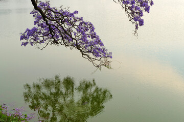 Jacarandas en fleurs