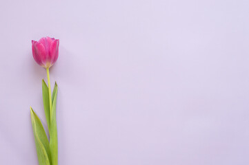 One tulip is purple on a blue background. Space for text. Floral spring template.
