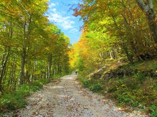 Road leading up to Zelenica in Slovenia surrounded by autumn red, yellow and green european beech temperate, deciduous forest
