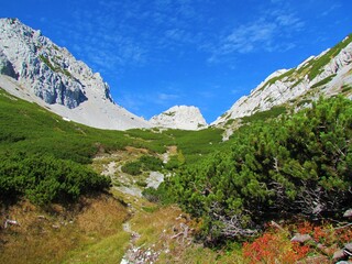 Fototapeta premium Mountain trail leading through a high alpine landscape with mountain meadow and creeping pinein autumn towards mountain Palec in Karavanke mountains in Gorenjska, Slovenia