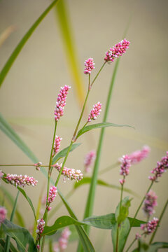 Persicaria decipiens