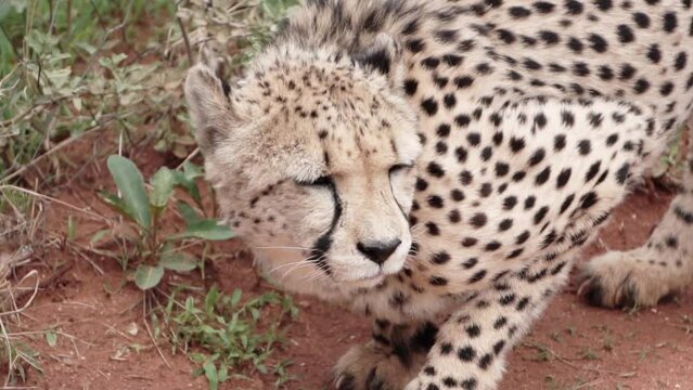 cheetah closeup, slow motion