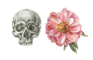 Watercolor illustration of a human skull and a pink blooming peony flower