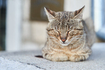 street gray cat sleeps on the steps in Herceg Novi