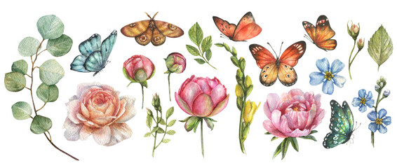 Watercolor botanical set with illustrations of colored butterflies and flowers, peony buds, roses, eucalyptus stem, leaves