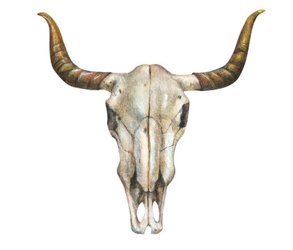 Bull skull watercolor illustration