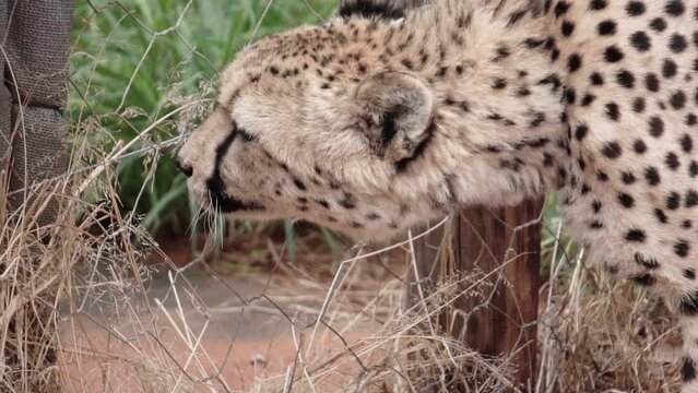 cheetah closeup, slow motion