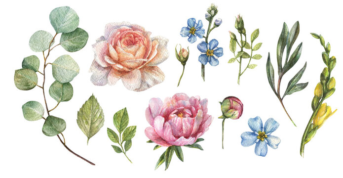 Watercolor botanical set with illustrations of flowers, peony buds, roses, eucalyptus stem, leaves