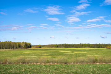 View of a grass meadow at the edge of forest