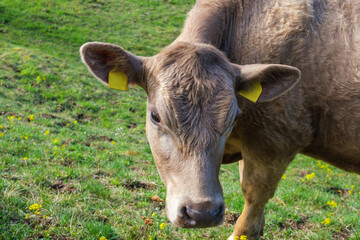 Close up of a cow on a meadow