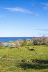 Fototapeta premium Cattles on a meadow by a lake in a beautiful cultural landscape