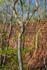 Budding trees in an old quarry