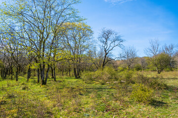 Fototapeta na wymiar Meadowland with lush deciduous forest in spring