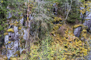 Rock face in a forest ravine