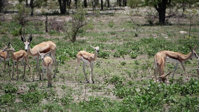 herd of springboks