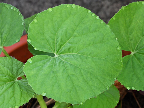 Guttation. Seedling of Armenian cucumber shows drops of water at the margin of the leaves. 