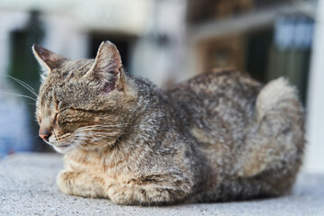 street gray cat sleeps on the steps in Herceg Novi
