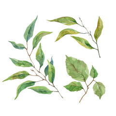 Watercolor leaves and branches on white background