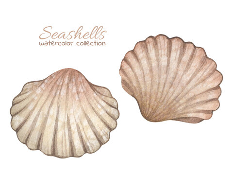 Watercolor illustrations with vintage seashells isolated on white background. Marine collection.