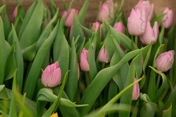 Fresh pink tulips, side view. water drops. Spring freshness, background, texture