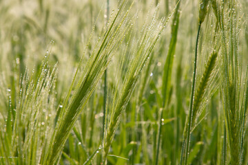 
Close-up Dewdrops-wet Green Barley Plant with Winter Morning Golden Sunrise landscape view. Raw Barley Agriculture Plantation Landscape view.