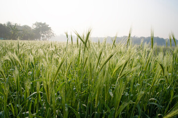 
Dewdrops-wet Green Barley Plant field in the field with Winter Morning Golden Sunrise landscape view. Raw Barley Agriculture Plantation Landscape view.