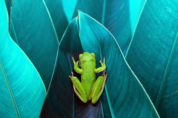 Deurstickers frog perched on leaf  © andri_priyadi