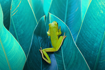 frog perched on leaf 