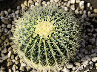 prickly round cactus as a background