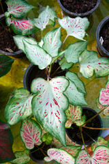 Green and white caladium leaves with red polka dots.